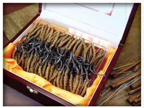 天柱冬虫夏草回收